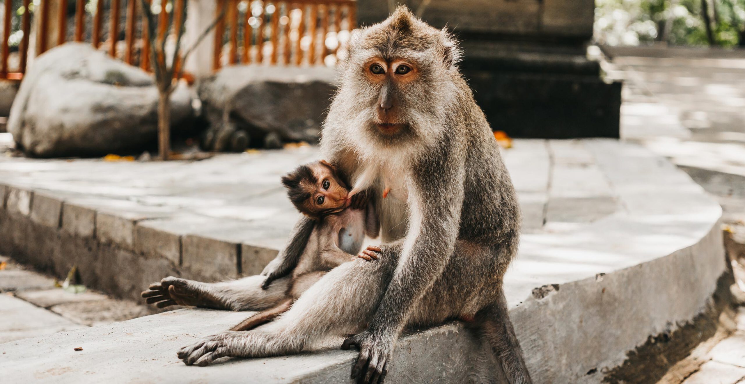 Indonesia monkey